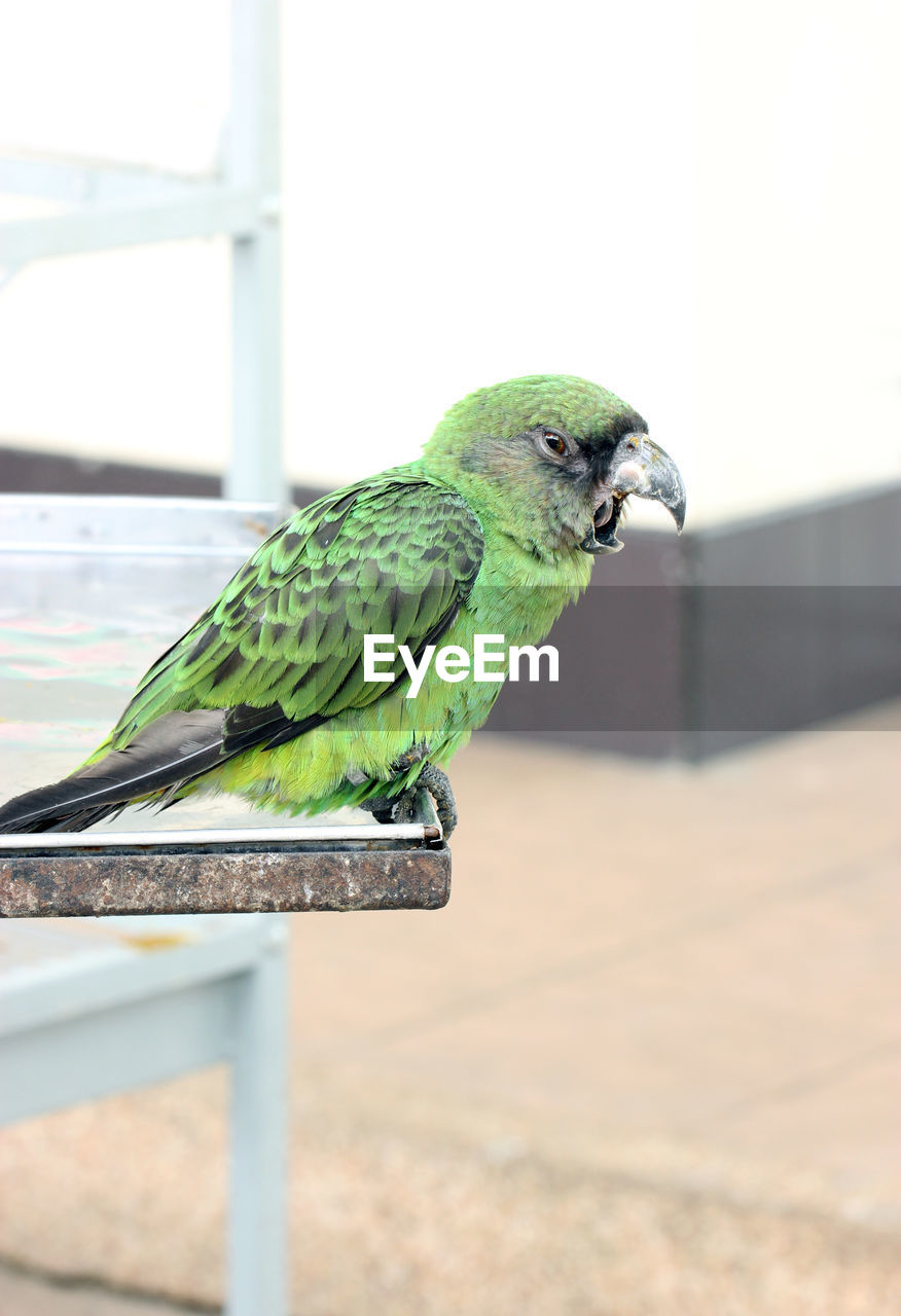 BIRD PERCHING ON A WOOD