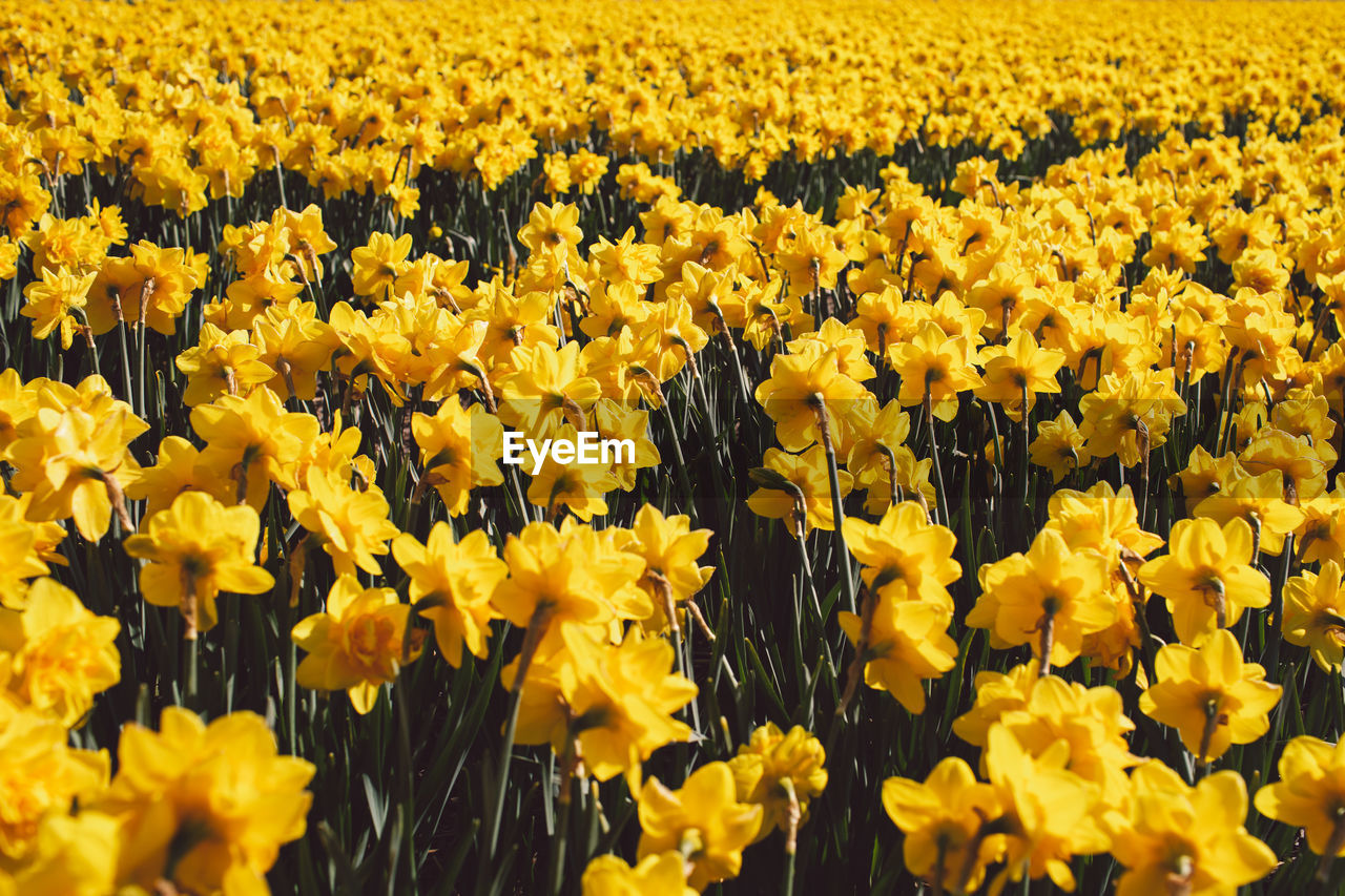 SUNFLOWERS IN FIELD