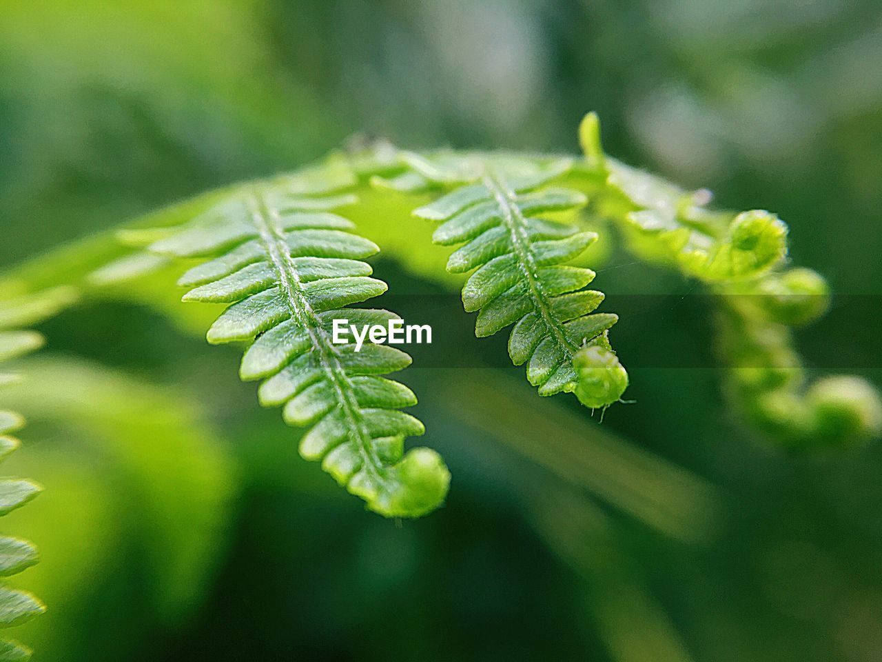 Close-up of fern leaves