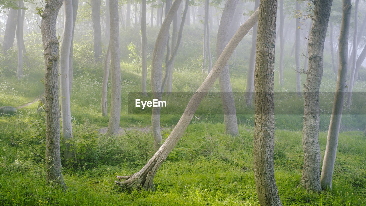 Trees in foggy forest