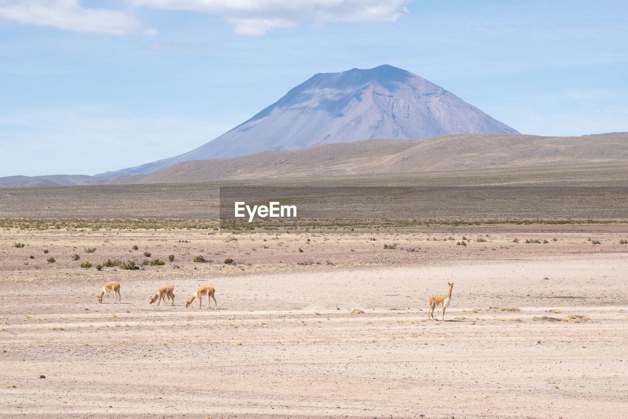 Flock of vicuña on a land