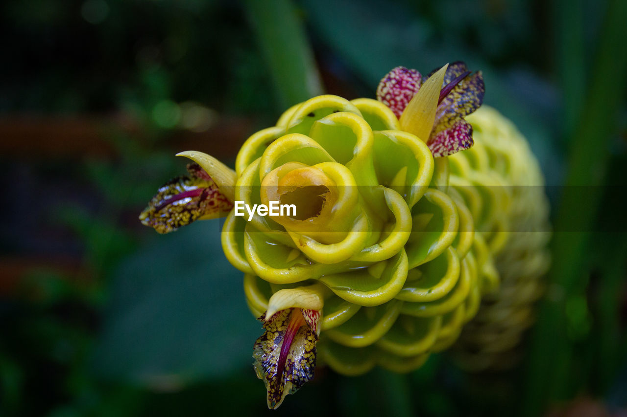 Close-up of flower growing outdoors