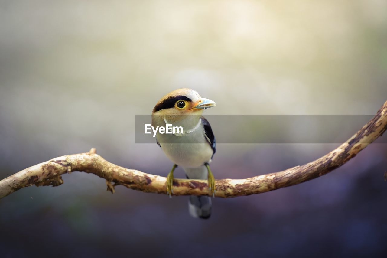 Close-up of bird perching on branch