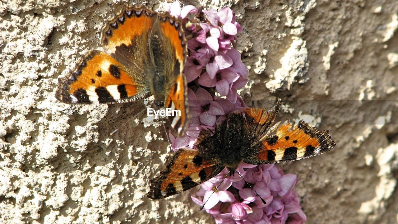 CLOSE-UP OF BUTTERFLY POLLINATING ON PURPLE FLOWER