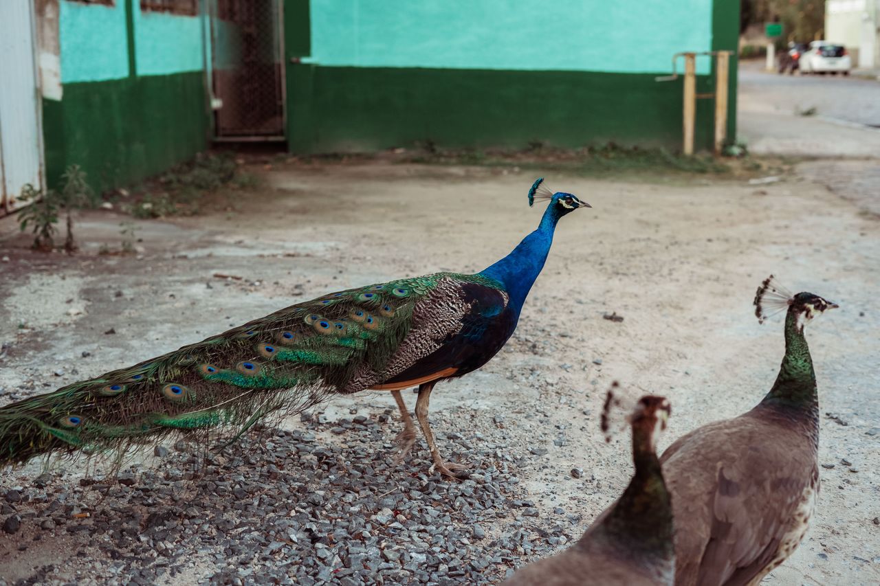 VIEW OF A PEACOCK