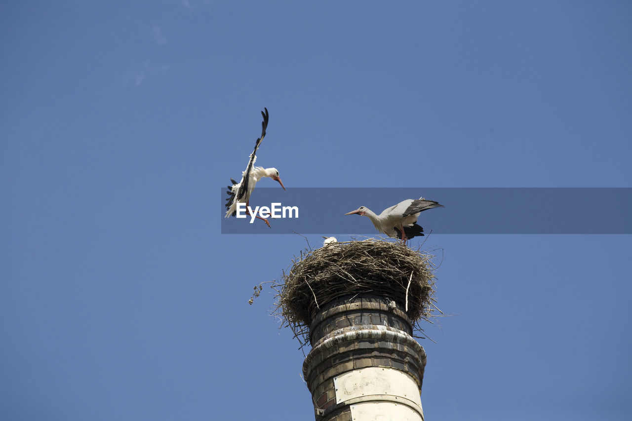 Low angle view of birds on nest against blue sky