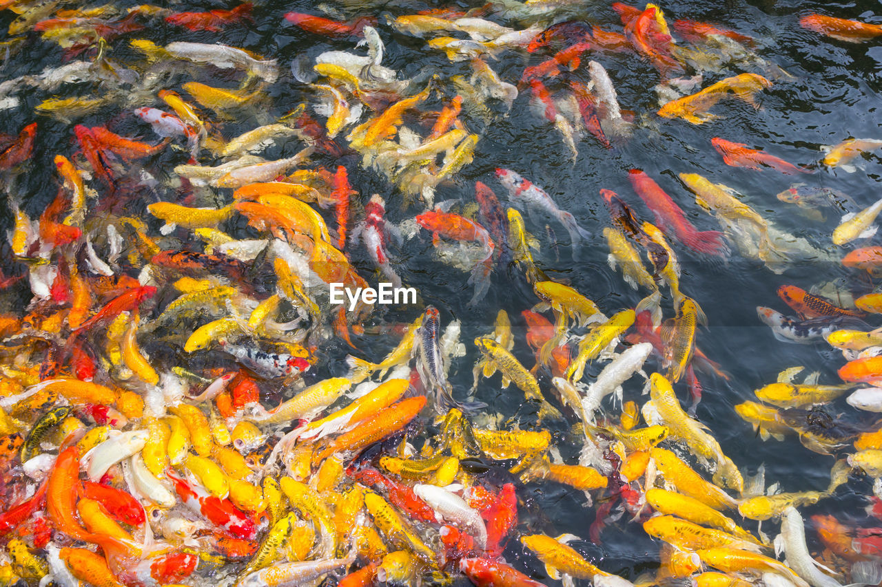 HIGH ANGLE VIEW OF FISH SWIMMING IN SEA