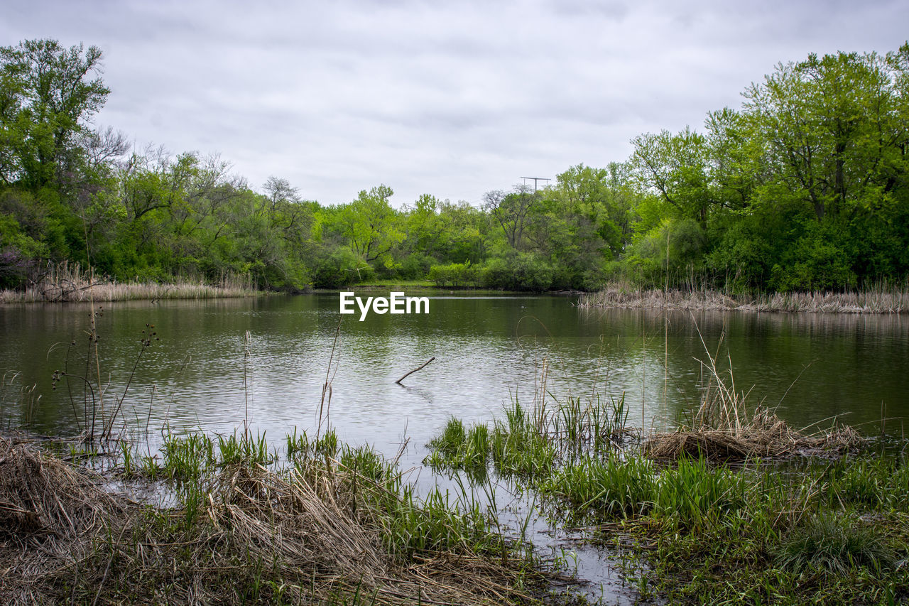 TREES BY LAKE AGAINST SKY