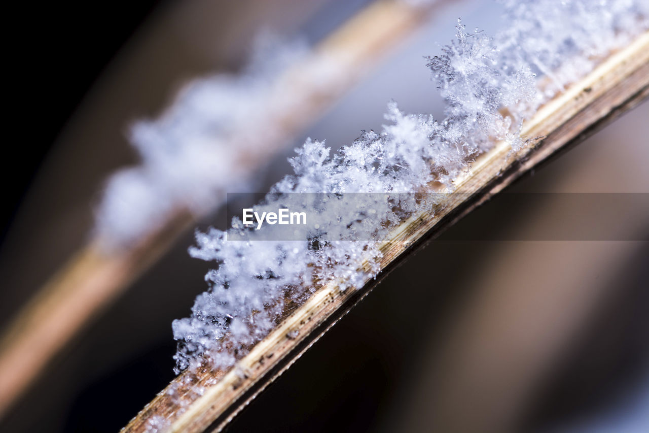 CLOSE-UP OF SNOW ON PLANT