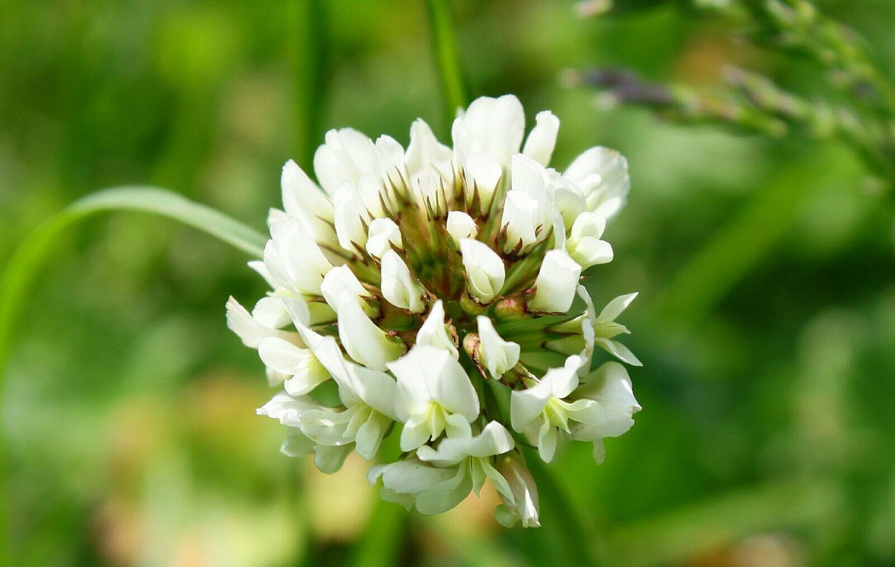 Close-up of white flowers