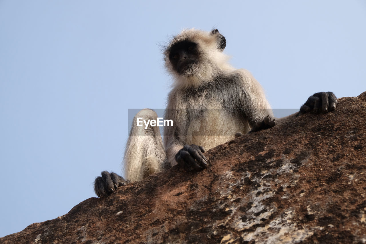 Gray langur on wall at amber fort in jaipur, rajasthan, india