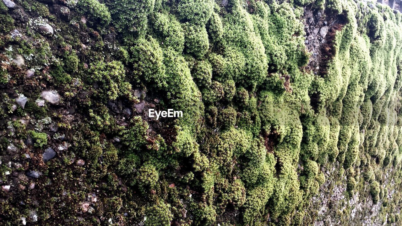 Detail shot of moss rocky surface