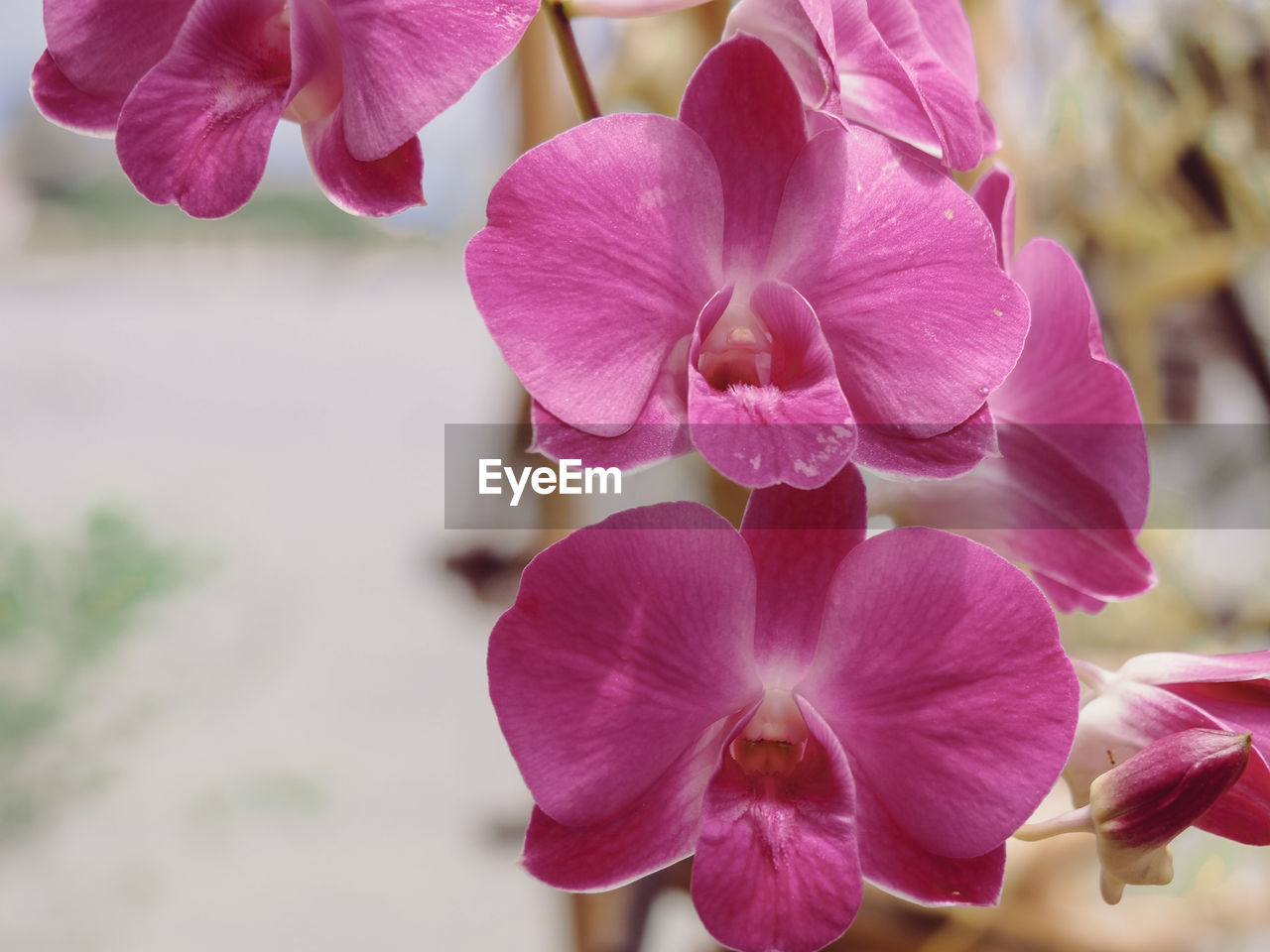 Close-up of pink orchids