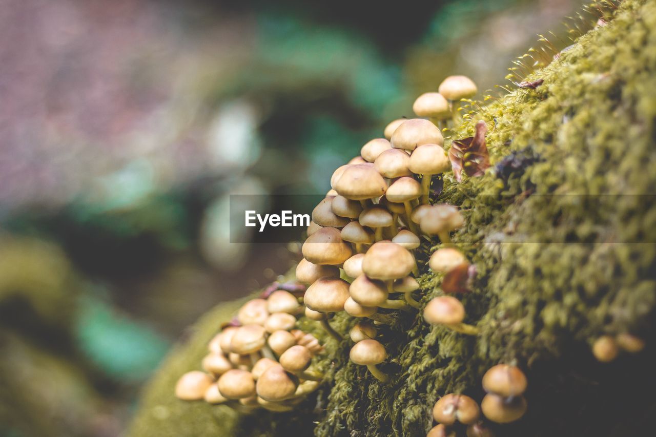 Close-up of mushrooms growing on field