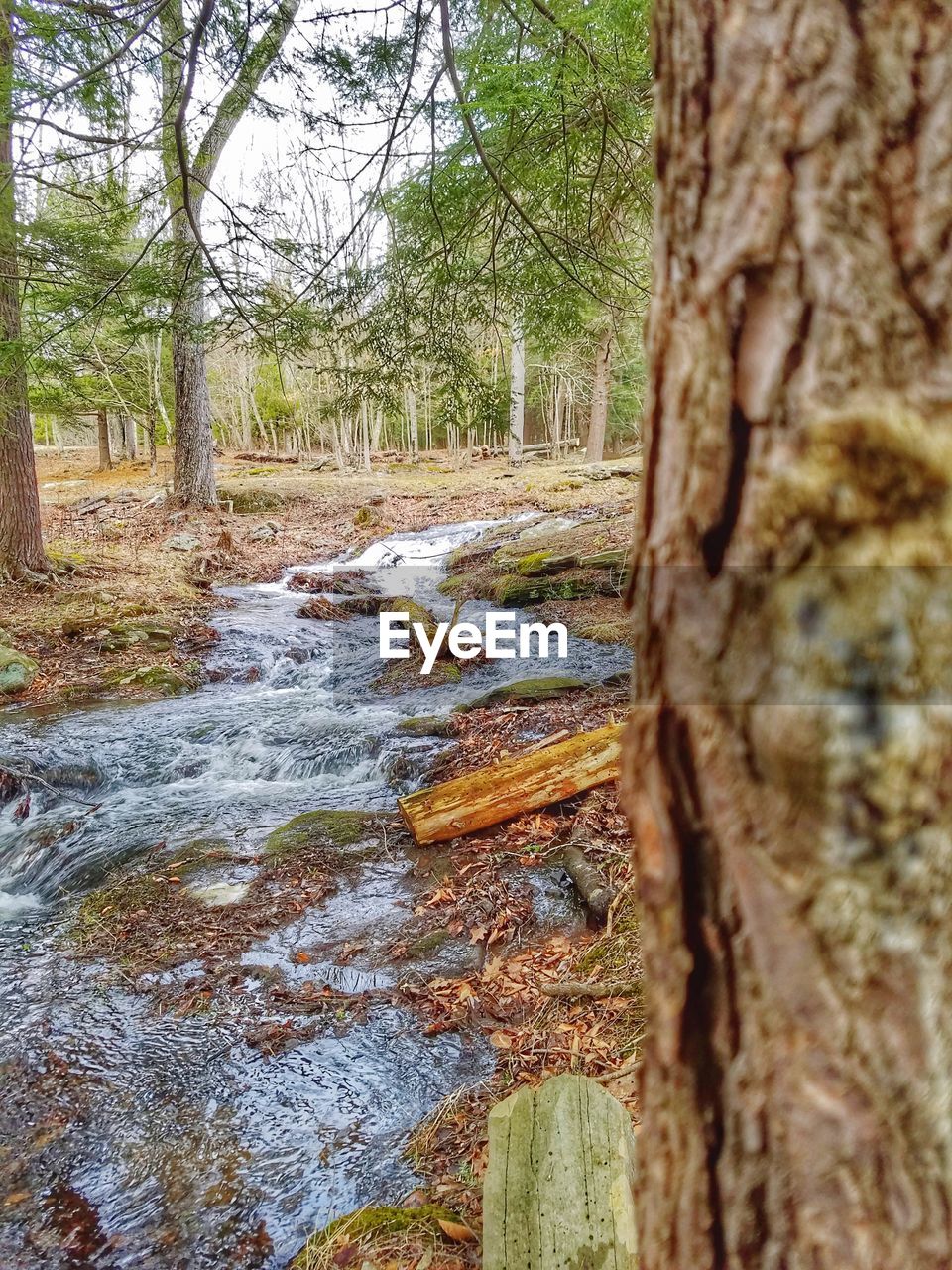 CLOSE-UP OF TREE TRUNK AGAINST WATER