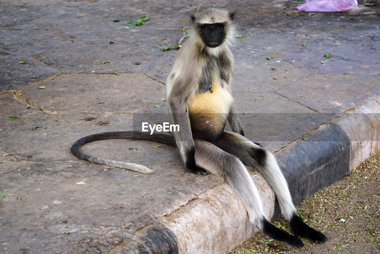 A wild monkey is sitring in a park in jodhpur