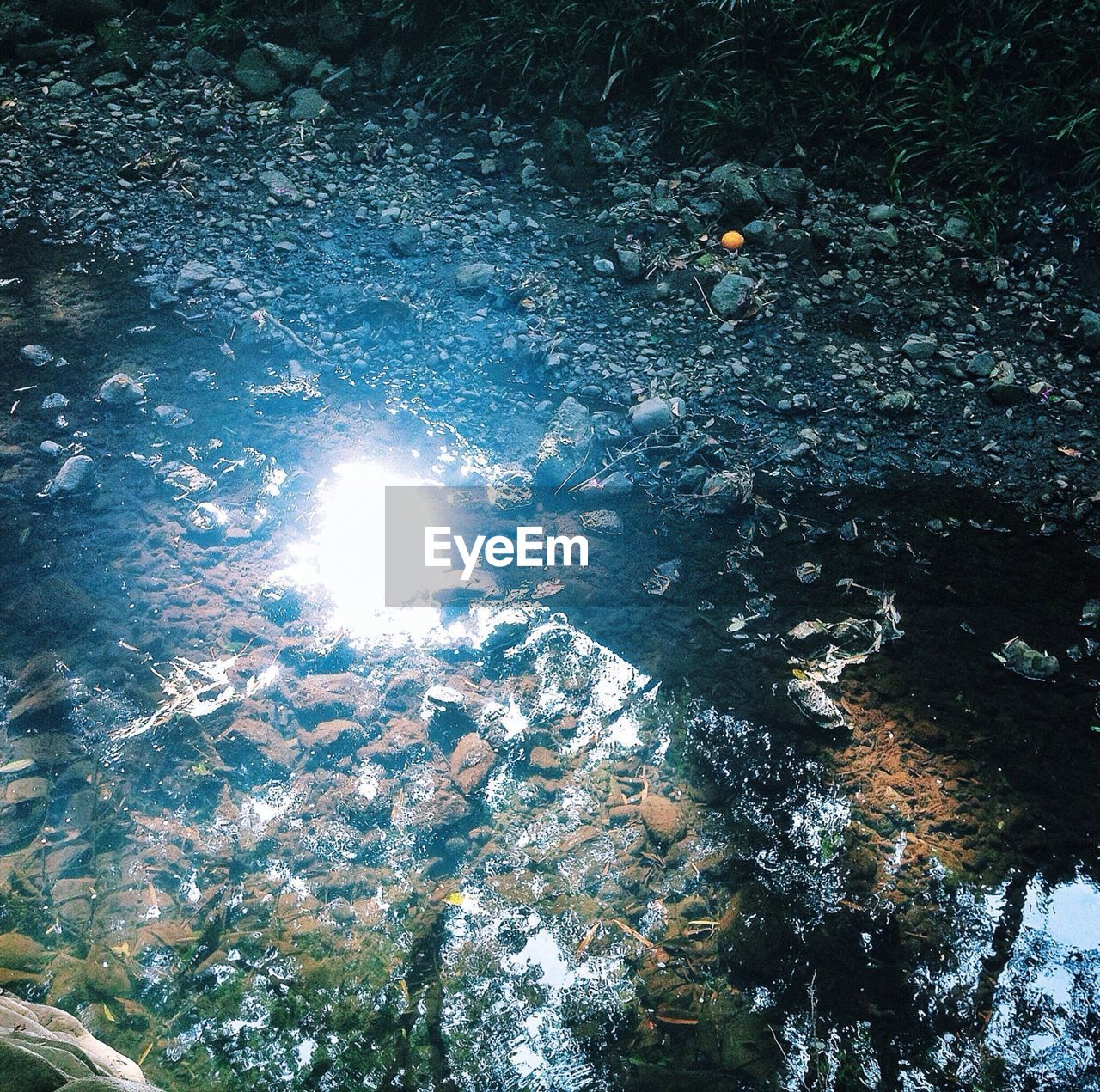 Close-up reflection of trees and sunlight in puddle