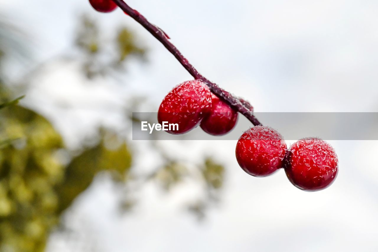 Red frosted berries at christmas
