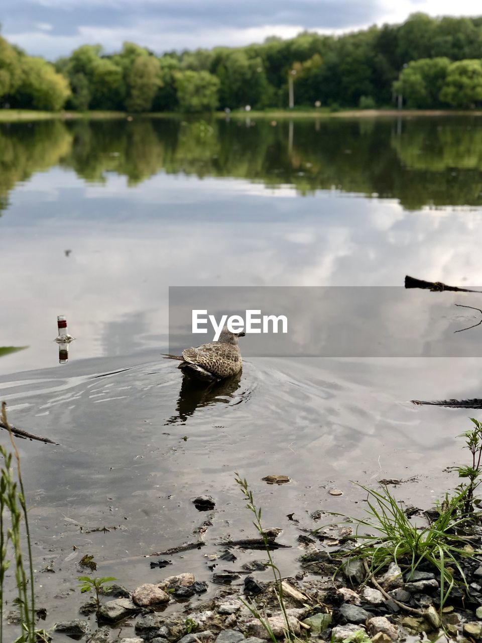 VIEW OF BIRDS ON LAKE