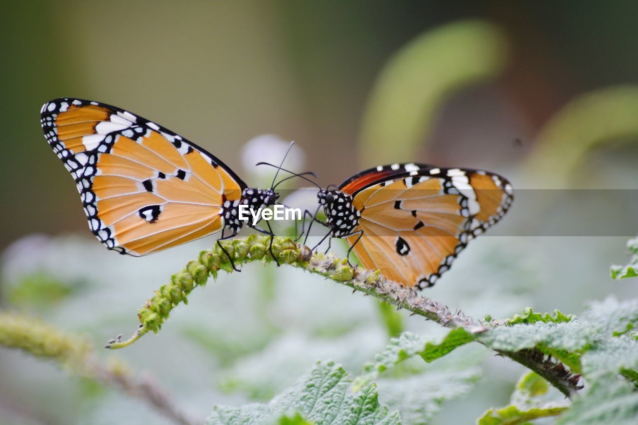 Close-up of butterfly perching on plant