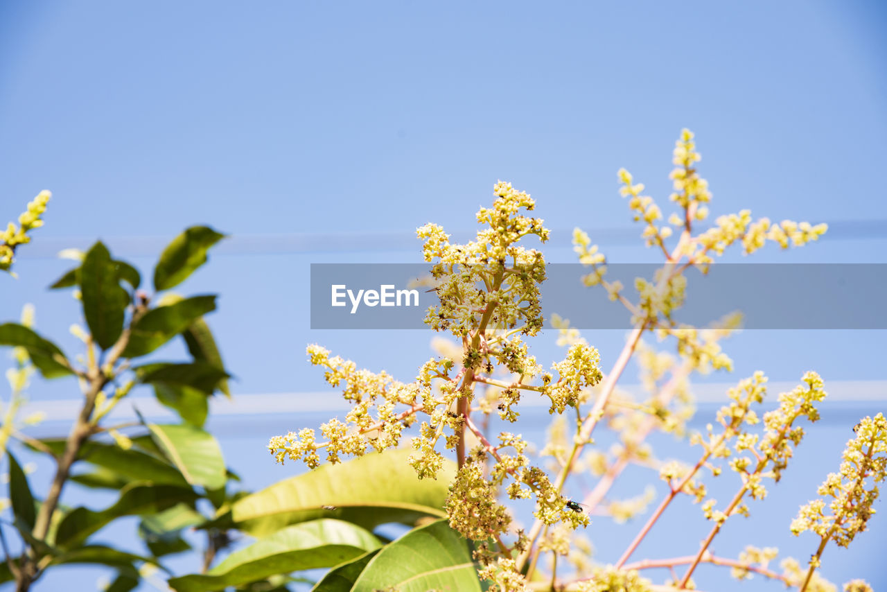 Low angle view of cherry blossom against sky