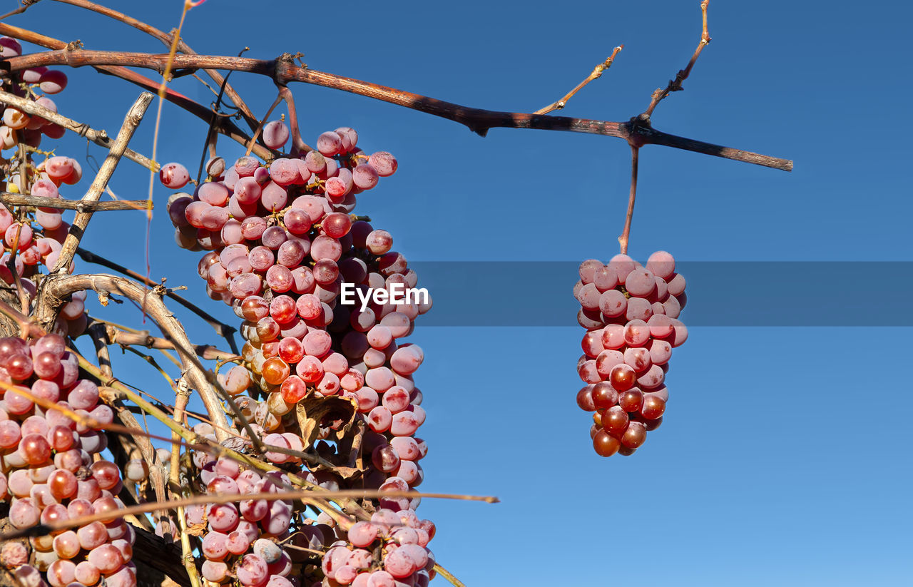 Bunches of pink grapes on a sunny day against a blue sky