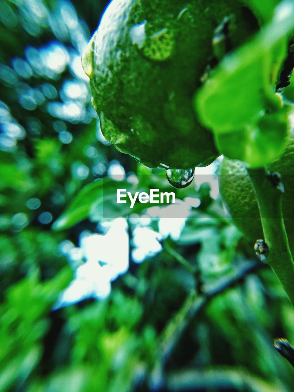 CLOSE-UP OF WET TREE GROWING IN WATER