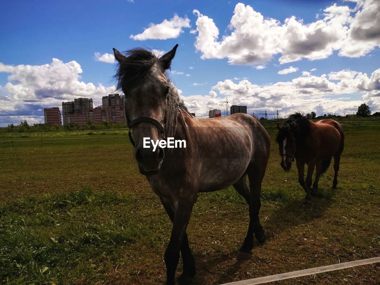 HORSE STANDING ON FIELD AGAINST SKY