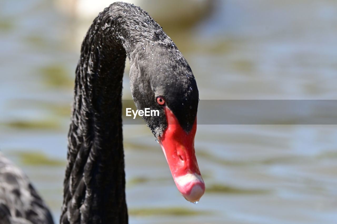 animal themes, animal, black swan, bird, one animal, wildlife, animal wildlife, swan, water, close-up, beak, lake, water bird, ducks, geese and swans, focus on foreground, nature, red, animal body part, swimming, day, no people, black, outdoors, wing, duck, animal head