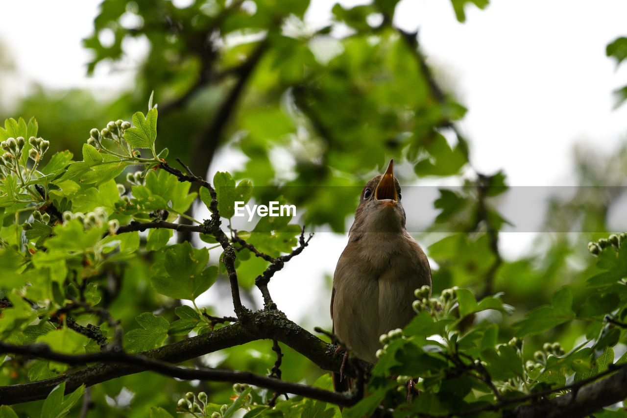 BIRD PERCHING ON A TREE