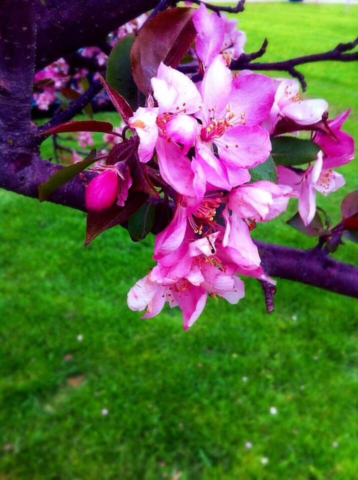 CLOSE-UP OF PINK FLOWERS BLOOMING