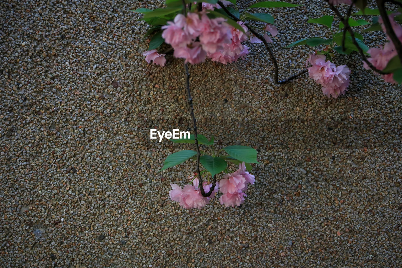 HIGH ANGLE VIEW OF PINK FLOWERING PLANT LEAVES ON FLOOR