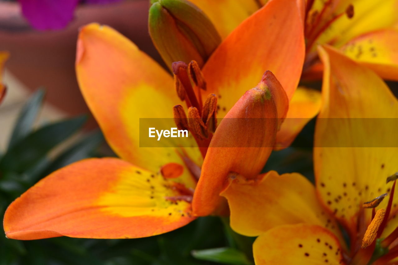 CLOSE-UP OF YELLOW LILY BLOOMING OUTDOORS