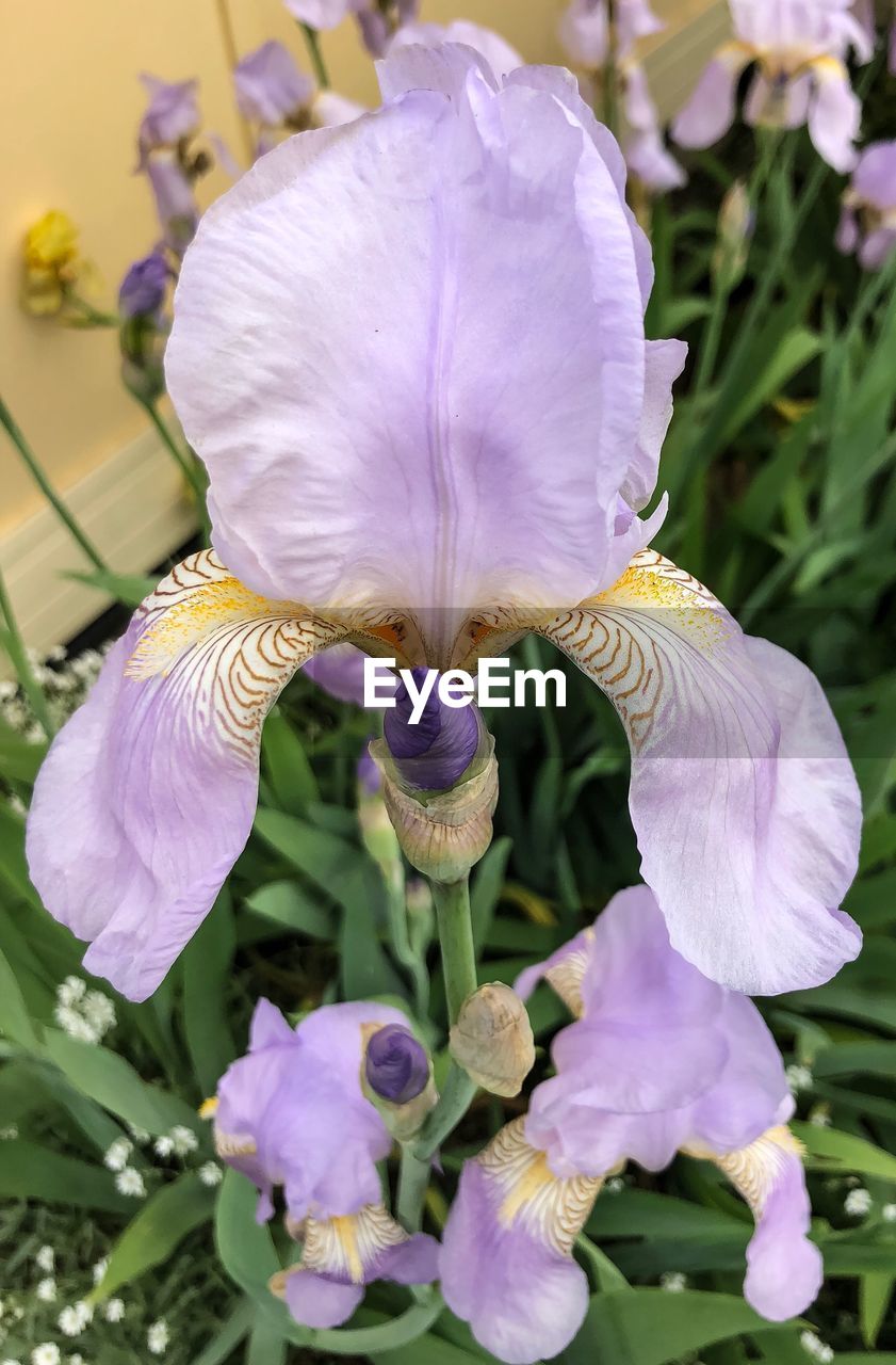 CLOSE-UP OF FLOWERS BLOOMING OUTDOORS