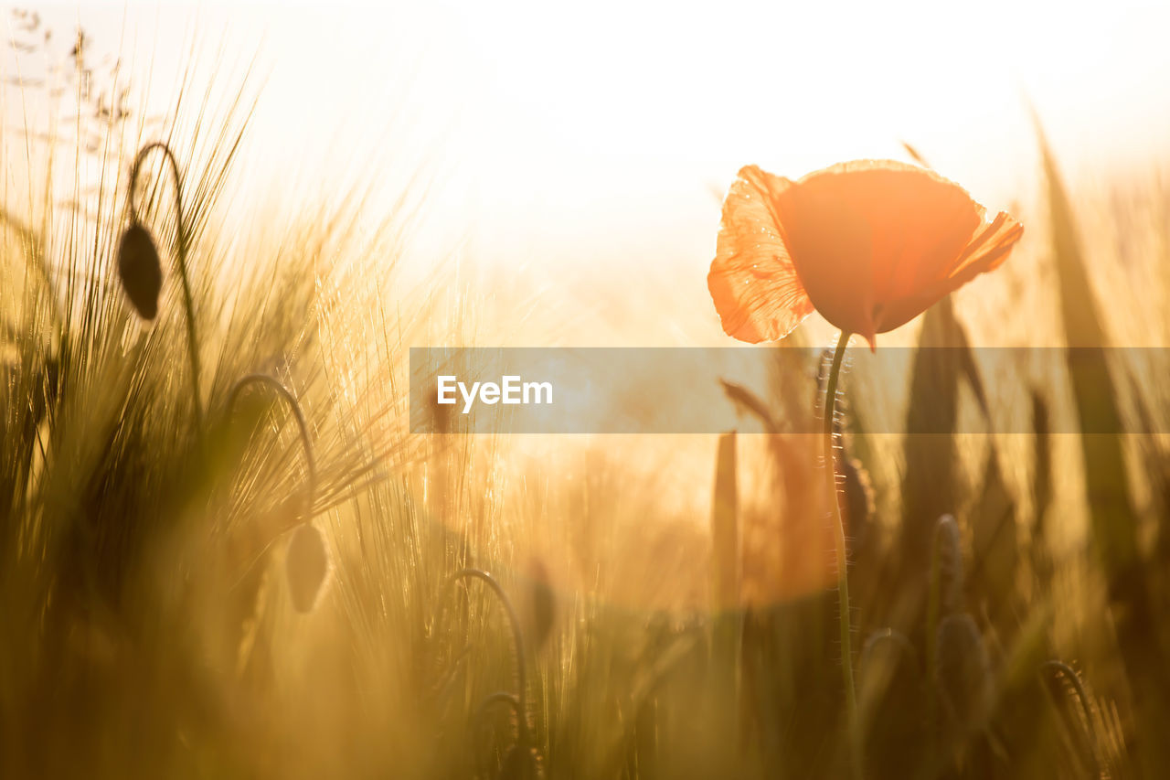 CLOSE-UP OF FLOWERING PLANTS ON FIELD AGAINST SKY