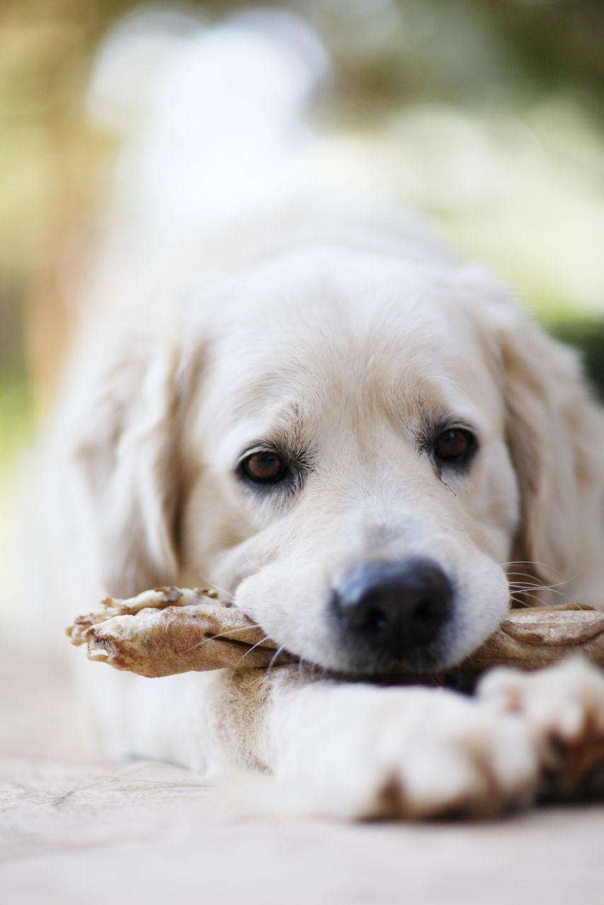 Close up view of puppy holding toy bone