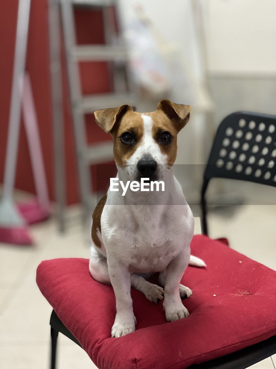 PORTRAIT OF DOG SITTING ON CHAIR