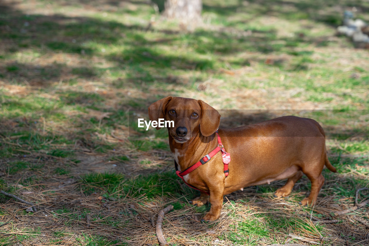 PORTRAIT OF A DOG ON FIELD