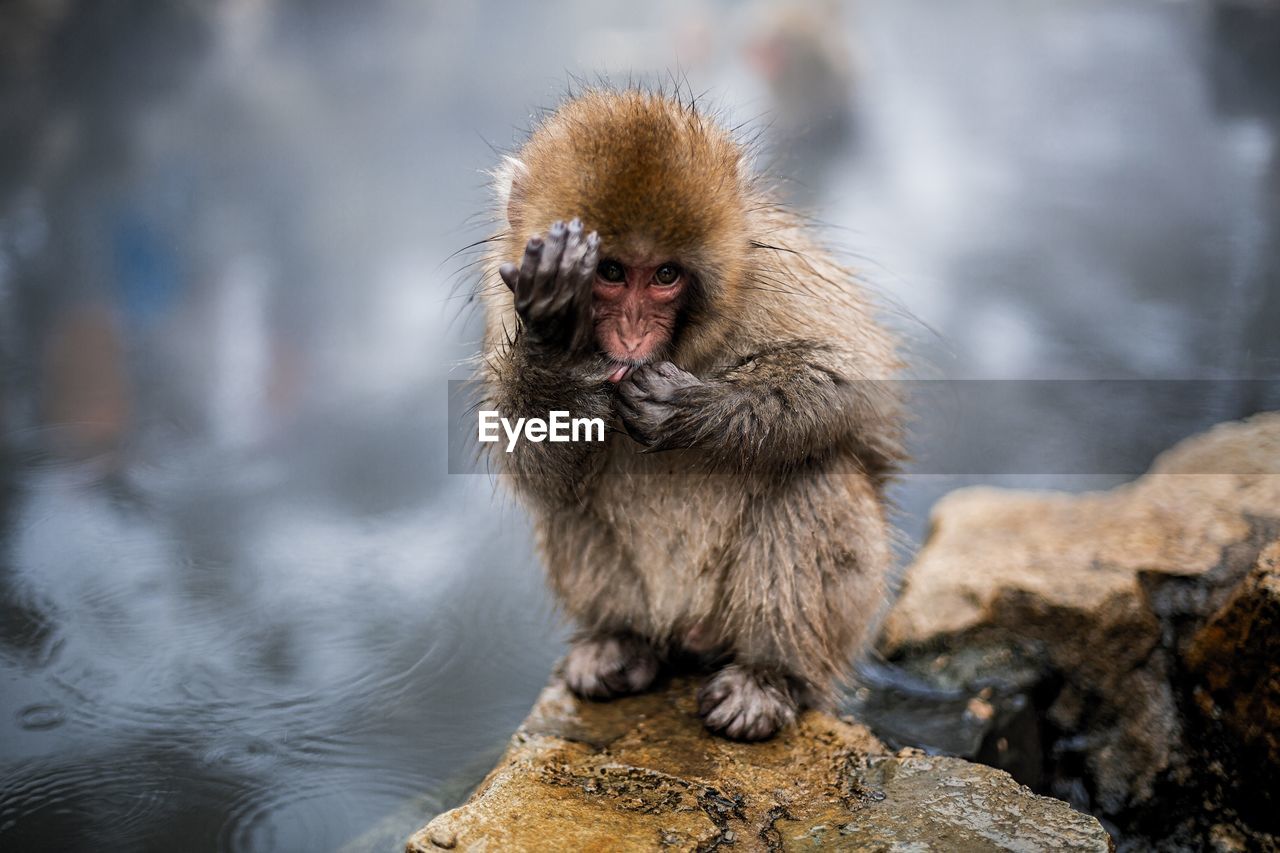 Portrait of japanese macaque on rock by hot spring