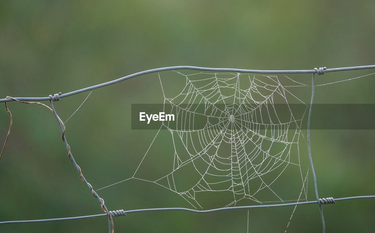 Close-up of spider on web