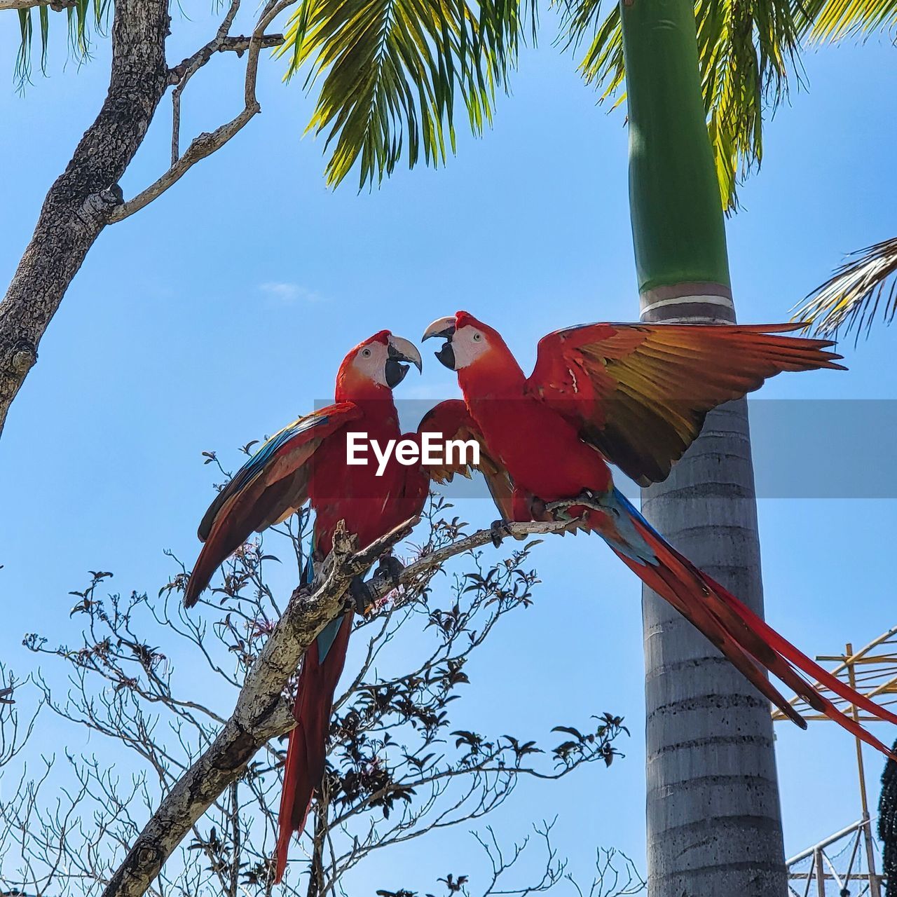 tree, bird, animal, animal themes, nature, tropical climate, plant, parrot, sky, palm tree, animal wildlife, branch, red, low angle view, no people, flower, blue, outdoors, wildlife, pet, scarlet macaw, day, flying, travel destinations, beauty in nature, environment