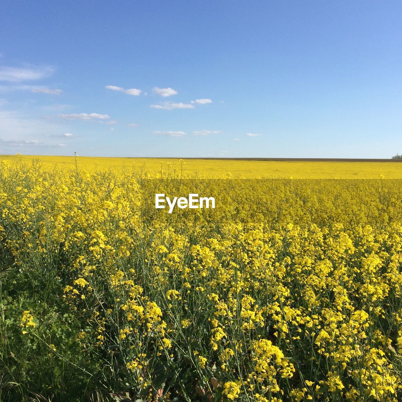 Scenic view of oilseed rape field against sky