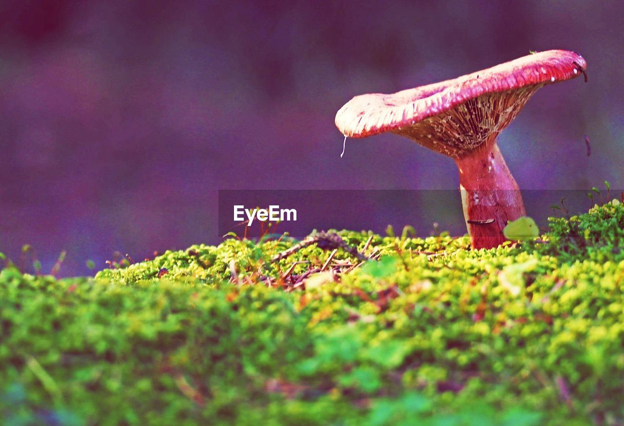 Close-up surface level of mushroom