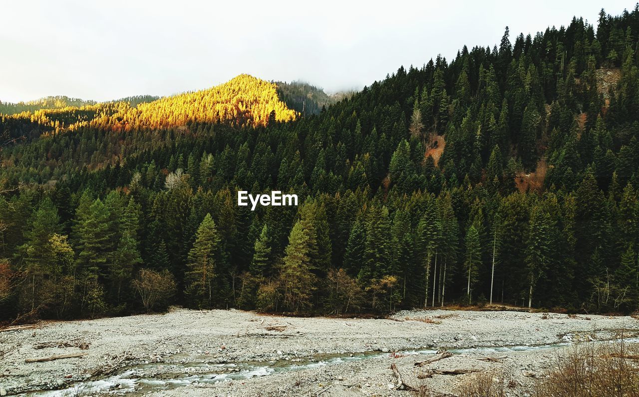 Pine trees in forest against sky