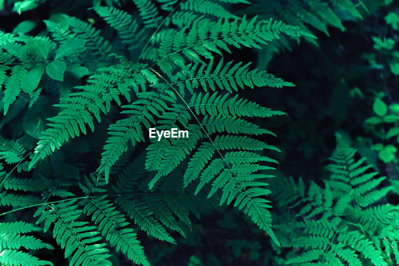 green, leaf, plant, plant part, ferns and horsetails, fern, nature, growth, tree, beauty in nature, no people, close-up, backgrounds, vegetation, forest, outdoors, full frame, jungle, day