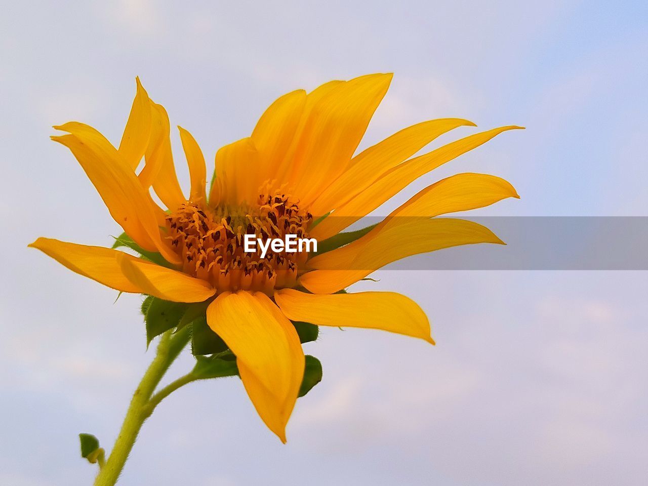 Close-up of yellow flowering plant against sky