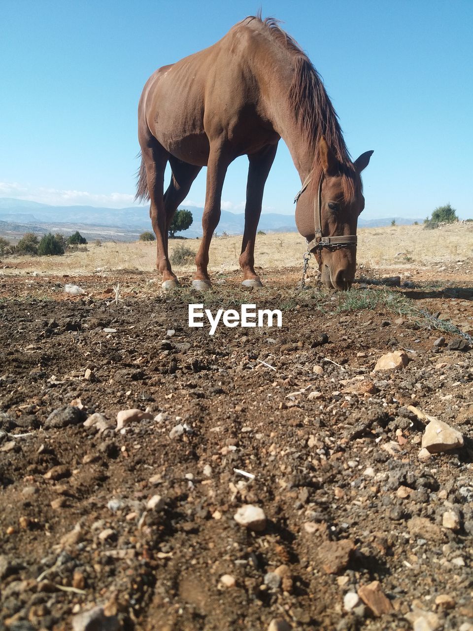 HORSE STANDING ON A FIELD