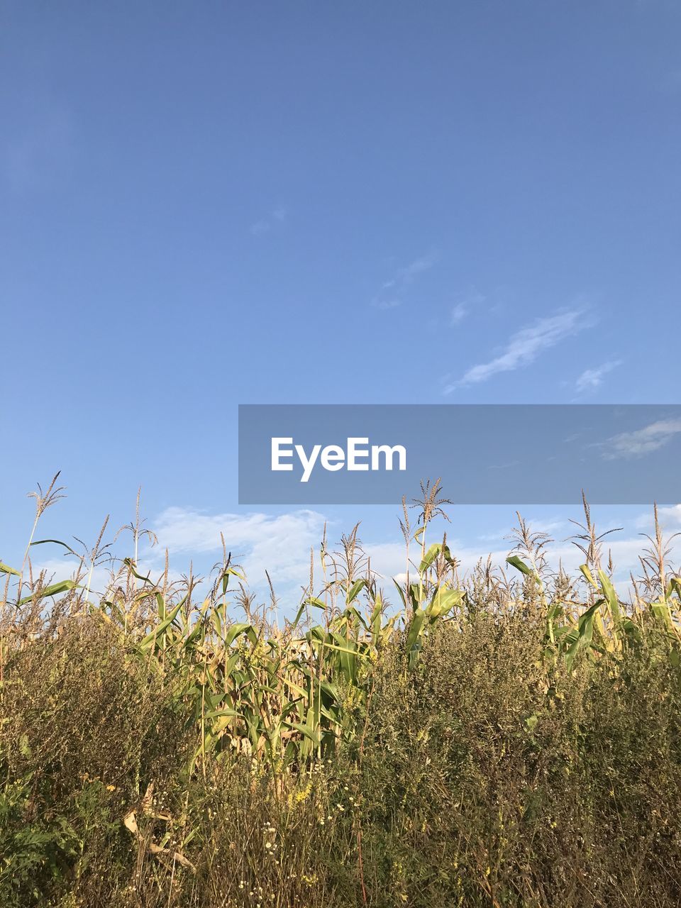 PLANTS ON FIELD AGAINST SKY