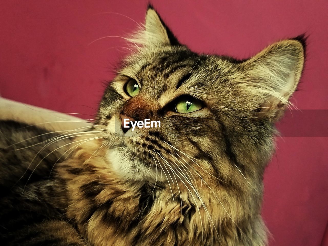 animal, animal themes, pet, cat, mammal, domestic cat, domestic animals, feline, one animal, whiskers, small to medium-sized cats, felidae, indoors, tabby cat, animal body part, close-up, no people, domestic long-haired cat, portrait, animal hair, carnivore, looking, animal head, looking away
