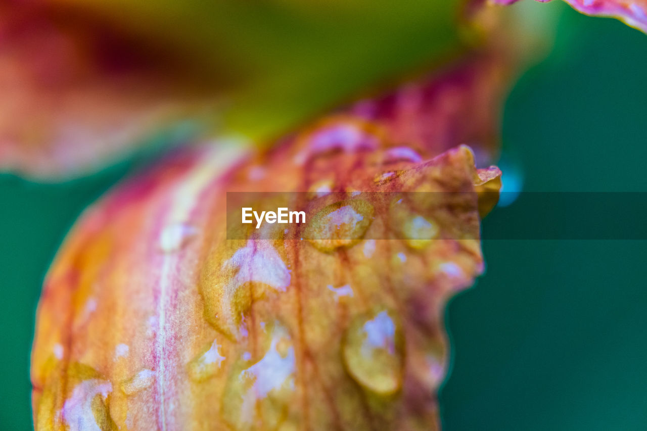 Dew Green Raindrops Calalilies Leaf Leaf Vein Orange And Red Tiger Lily